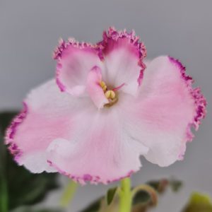 بنفشه آفریقایی