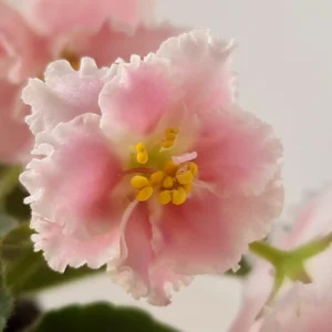 نمای نزدیک گلهای بنفشه آفریقایی Pink watercolor