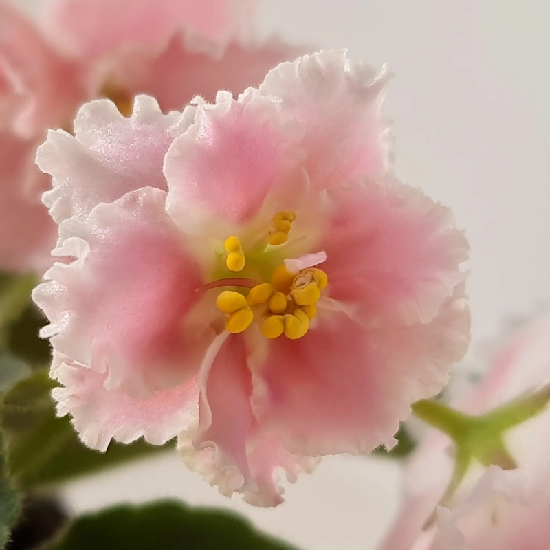 نمای نزدیک گلهای بنفشه آفریقایی Pink watercolor