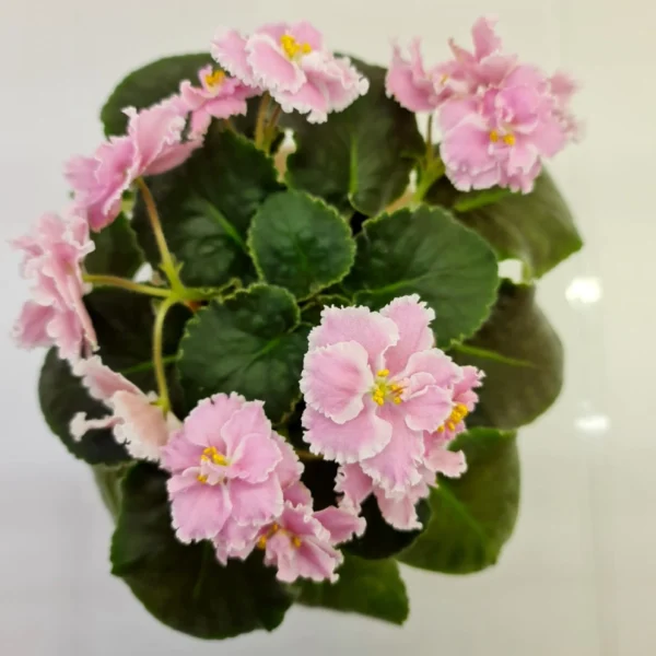 نمای از بالای گلدان بنفشه آفریقایی صورتی Pink watercolor