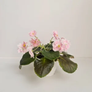 بنفشه آفریقایی Pink watercolor در حال گلدهی