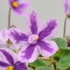 سفارش بنفشه آفریقایی DS Lavender Fairytale