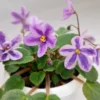 خرید بنفشه آفریقایی DS Lavender Fairytale