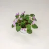 قیمت بنفشه آفریقایی DS Lavender Fairytale