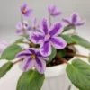 بنفشه آفریقایی شیمر DS Lavender Fairytale