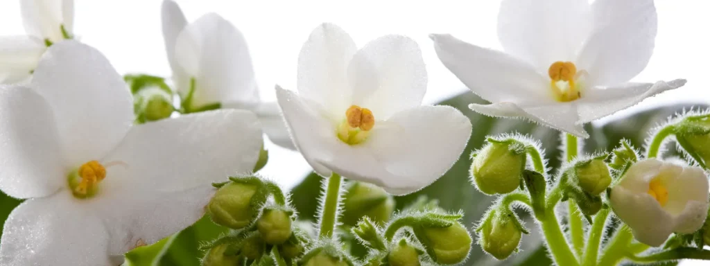 گل بنفشه آفریقایی