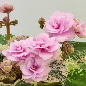 بنفشه آفریقایی Rose Bouquet زیبا