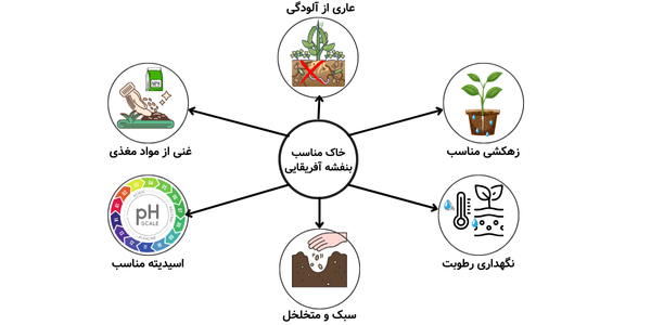 ویژگی خاک مناسب بنفشه آفریقایی