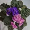 بنفشه آفریقایی واریته Rosemary با گل‌های صورتی و بنفش، دو رنگ گل روی یک واریته