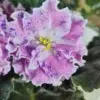 بنفشه آفریقایی واریته Rosemary با گلهای صورتی و لبه چین‌دار سفید