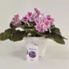 نمای از روبروی بنفشه آفریقایی واریته Rosemary