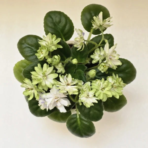 ترکیب زیبای گل و برگ در واریته Snow Dahlia