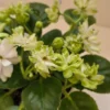 گل‌های سفید دولایه بنفشه آفریقایی Snow Dahlia با لبه‌های سبز