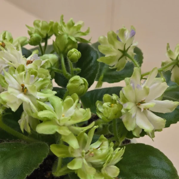 گل‌های سفید بنفشه آفریقایی Snow Dahlia با گلدهی فراوان