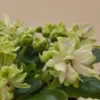 گل‌های سفید بنفشه آفریقایی Snow Dahlia با لبه‌های سبز