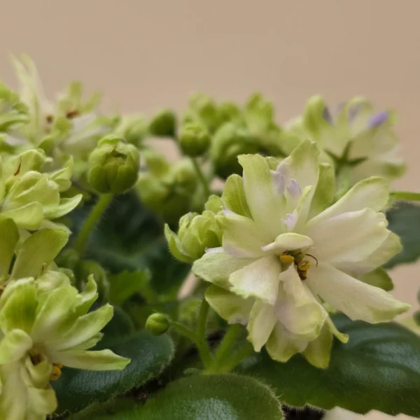 گل‌های سفید بنفشه آفریقایی Snow Dahlia با لبه‌های سبز