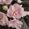 گل بنفشه آفریقایی Summer Carnival با رنگ‌های ترکیبی سفید، صورتی و زرد