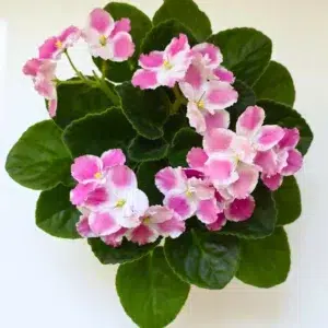 ترکیب زیبای گل و برگ در واریته Optimara Anika