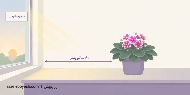 نمای جانبی گلدان بنفشه آفریقایی گل‌دار روی طاقچه در فاصله‌ی ۶۰ سانتی‌متری از پنجره‌ی شرقی، با خط اندازه‌گیری و افت ملایم نور با دورشدن از شیشه.