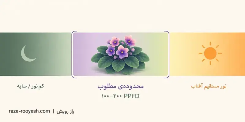 نمودار محدوده‌ی نوری مطلوب بنفشه آفریقایی، از ناحیه‌ی کم‌نور تا نور مستقیم آفتاب، با باند مطلوب ۱۰۰ تا ۲۰۰ PPFD که بنفشه‌ی گل‌داری در آن قرار دارد.