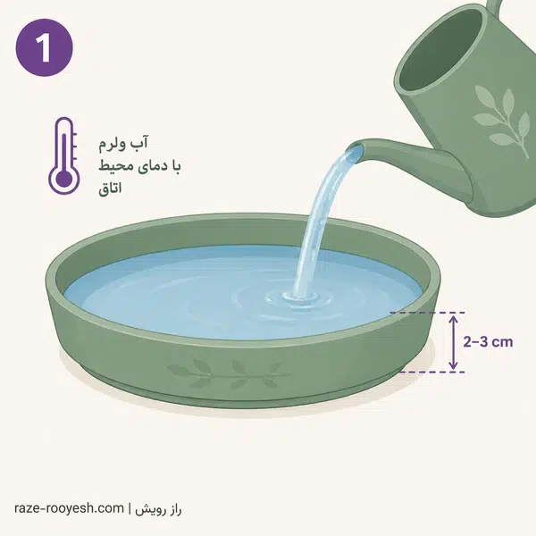 پر کردن سینی با آب ولرم تا ارتفاع دو تا سه سانتی‌متر برای آبیاری از کف بنفشه آفریقایی