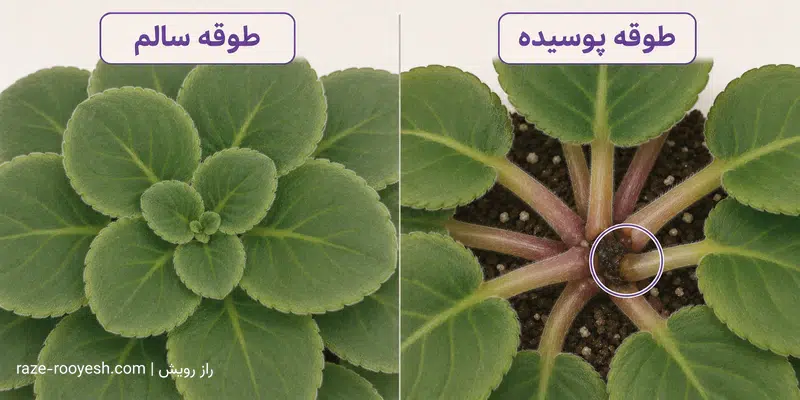 مقایسه طوقه سالم و طوقه پوسیده بنفشه آفریقایی برای تشخیص زودهنگام پوسیدگی طوقه