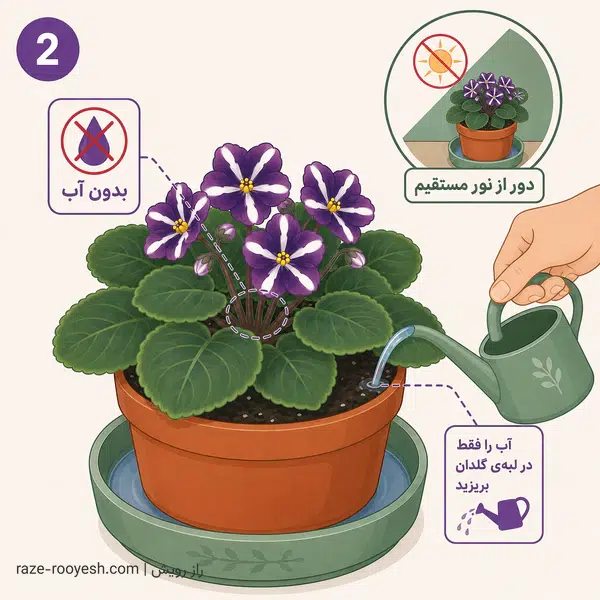 رعایت احتیاط برای جلوگیری از خیس شدن برگ‌ها و طوقه بنفشه آفریقایی هنگام شست‌وشوی بستر