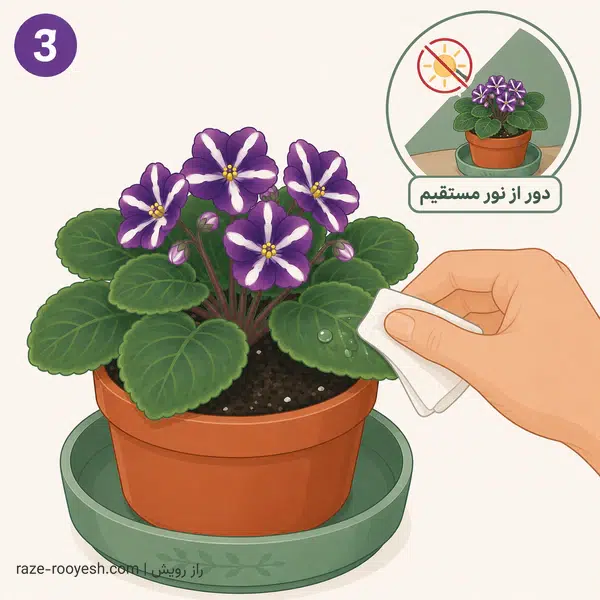 خشک کردن فوری برگ خیس‌شده بنفشه آفریقایی با دستمال کاغذی و دور نگه‌داشتن گیاه از نور مستقیم
