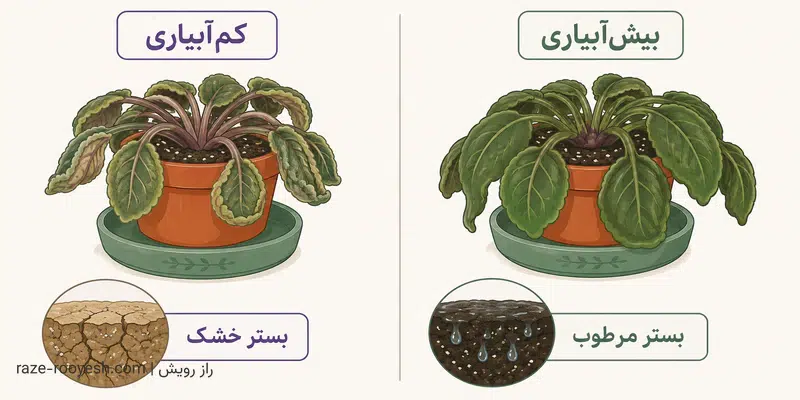 مقایسه علائم برگ پژمرده در کم‌آبیاری و برگ شل‌شده در بیش‌آبیاری بنفشه آفریقایی